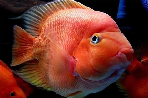 養什麼魚招財|養魚能招財，10條最實用的養魚風水（你一定要知道）。